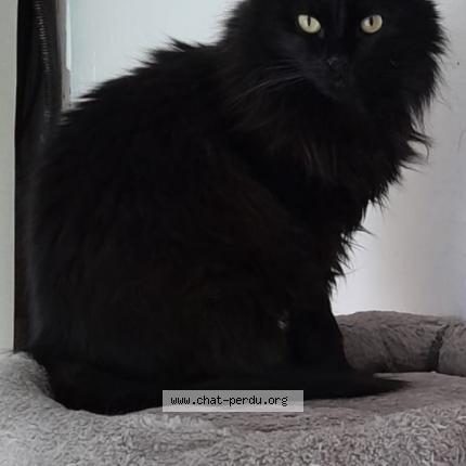 Photo 1/1 Chat retrouvé Perdu à Periers