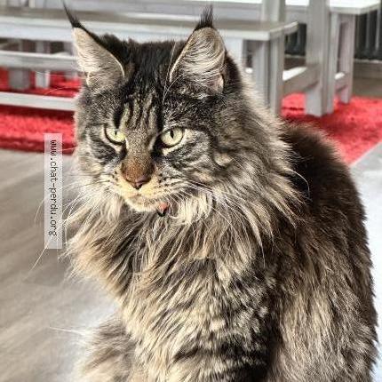 Photo 1/1 jade Chat perdu à Beligneux