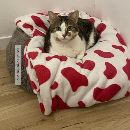 Photo de chat perdu à Toulouse