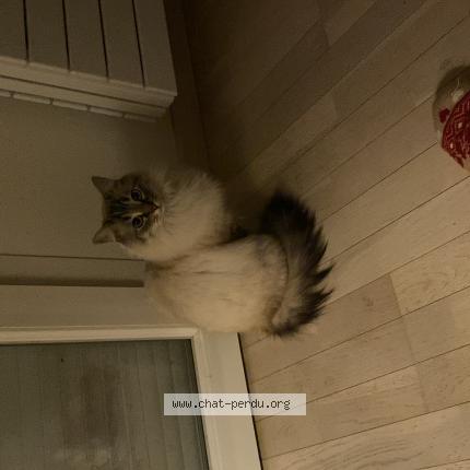 Photo de chat perdu à Gieres