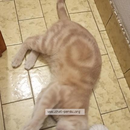 Photo 1/1 Vaïana Chat perdu à Josselin