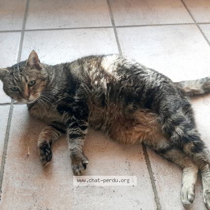 Photo 1/1 Cannelle Chat perdu à La bouilladisse