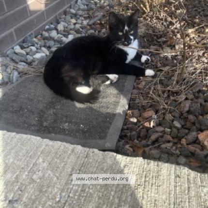 Photo de chat perdu à Tournefeuille