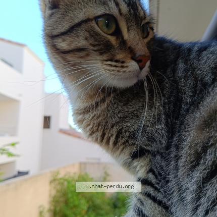 Photo 1/1 Picsou Chat perdu à Saint aunes