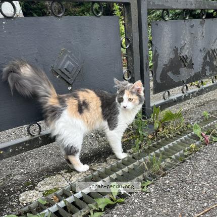 Photo de chat trouvé à Annecy