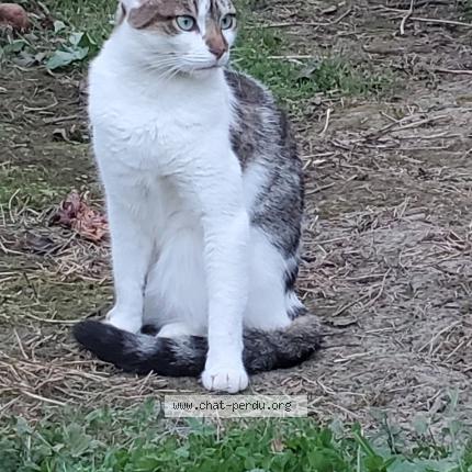 Photo 1/1 Chat retrouvé Perdu à Saint Cyr Sur Morin