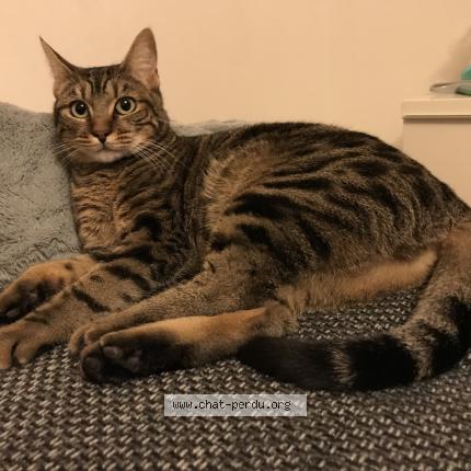 Photo 1/1 Chat retrouvé Perdu à Saint Zacharie