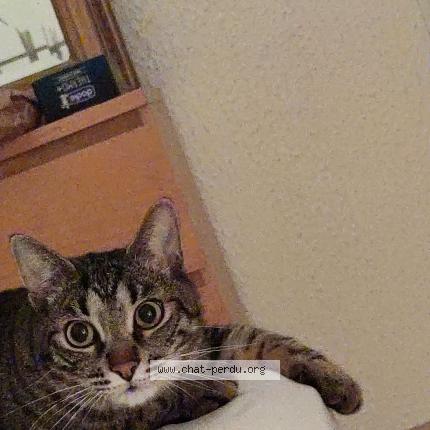 Photo de chat perdu à Yerres