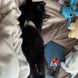 Photo de chat perdu à Missillac