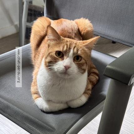 Photo 1/3 Monkeydoo Chat perdu à Noisiel