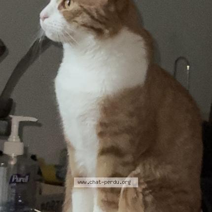 Photo 2/3 Monkeydoo Chat perdu à Noisiel