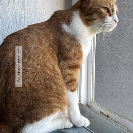 Photo 3/3 Monkeydoo Chat perdu à Noisiel