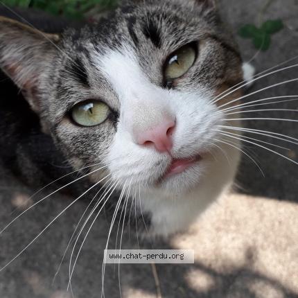 Photo 1/1 Chat retrouvé Trouvé à Bordeaux