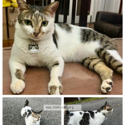 Photo 1/1 Galbi Chat perdu à Singapore