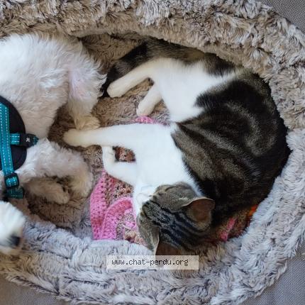 Photo 1/1 Milou Chat perdu à Argentat