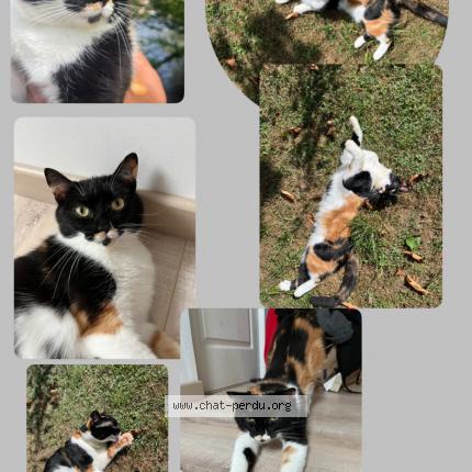 Photo 1/1 Chat retrouvé Perdu à Brantome En Perigord