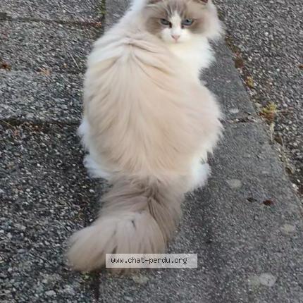 Photo 1/1 TASHA Chat perdu à Villefontaine