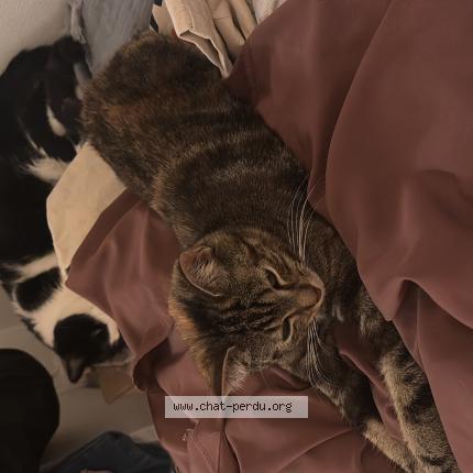 Photo 1/1 Martine Chat perdu à Marseille