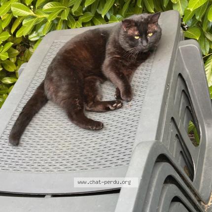 Photo 1/1 Léo Chat perdu à Auch