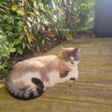 Photo de chat perdu à Villard De Lans