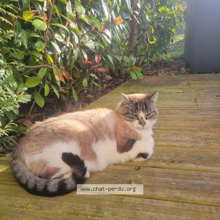 Photo 1/1 Canaille Chat perdu à Villard de lans