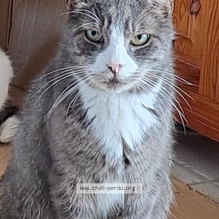 Photo de chat perdu à Saint Vit