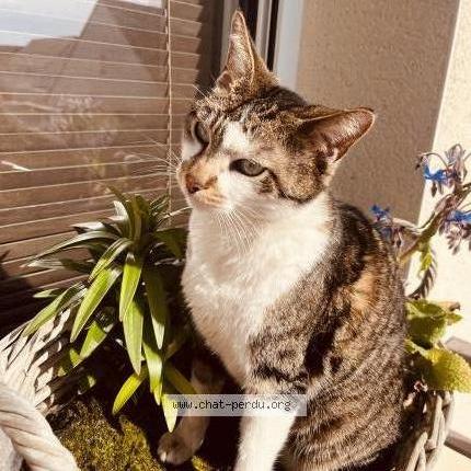 Photo de chat perdu à Guichen