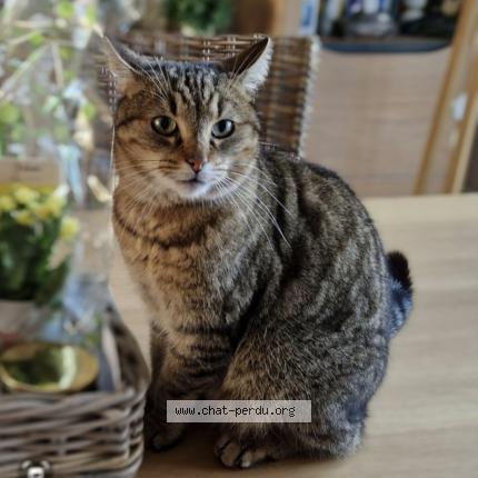 Photo de chat perdu à Nonville