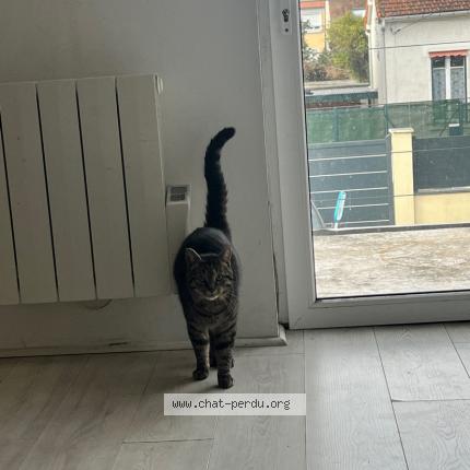 Photo 1/1 Chat retrouvé Perdu à Colombes