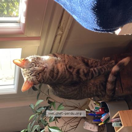 Photo de chat perdu à La Bathie