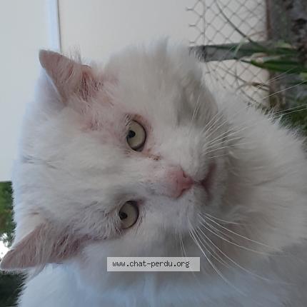 Photo 1/1 Chat retrouvé Perdu à Bergerac