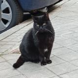 Photo de chat perdu à Madrid