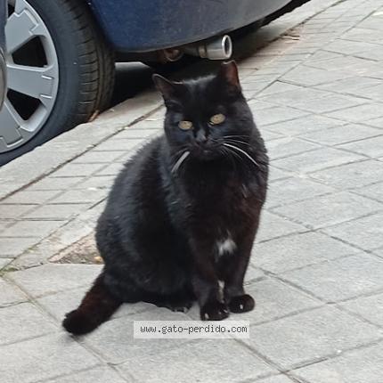 Photo 1/1 Clarita Chat perdu à Madrid