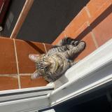 Photo de chat perdu à Coulaines