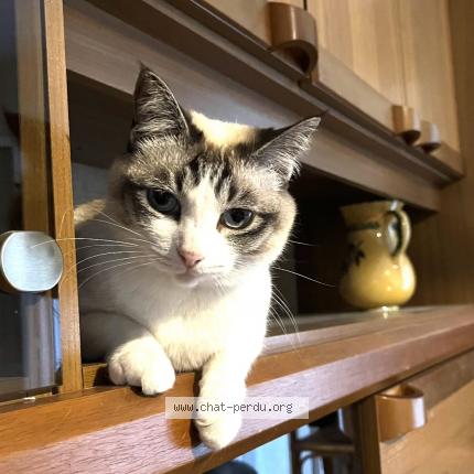 Photo de chat perdu à Toulon