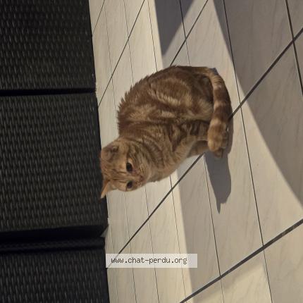 Photo de chat perdu à Capdenac Gare