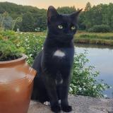 Photo de chat perdu à Guyancourt