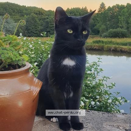 Photo 1/1 Chat retrouvé Perdu à Guyancourt