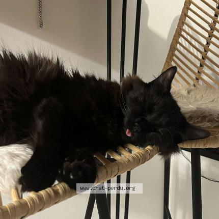 Photo 1/1 Booba Chat perdu à Leucate