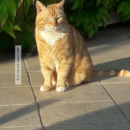 Photo 1/1 Chat retrouvé Perdu à Franqueville St Pierre