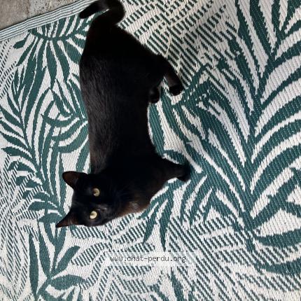 Photo de chat perdu à Saint Hilaire De Loulay