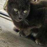 Photo de chat perdu à Triel Sur Seine