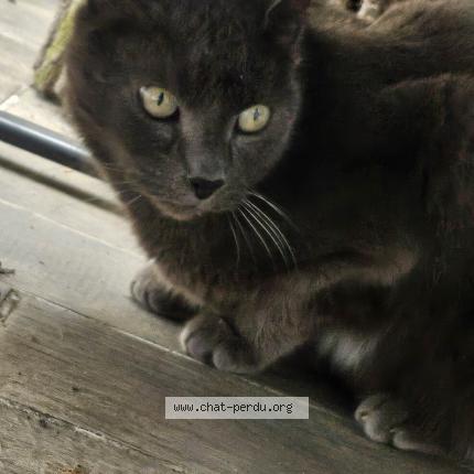 Photo 1/1 Chat retrouvé Perdu à Triel sur seine