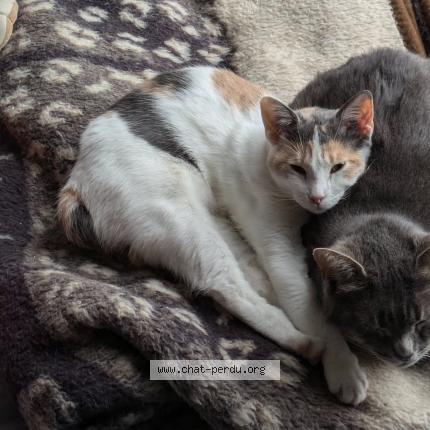 Photo de chat perdu à Moirans En Montagne