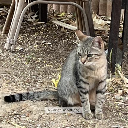 Photo de chat trouvé à Martigues