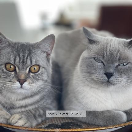 Photo 1/1 Inata Chat perdu à Arthaz pont notre dame