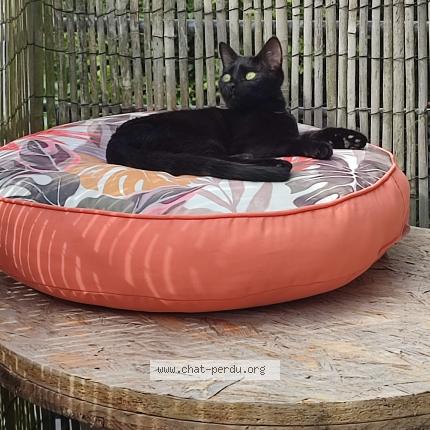 Photo 1/1 Chat retrouvé Perdu à Montbeliard