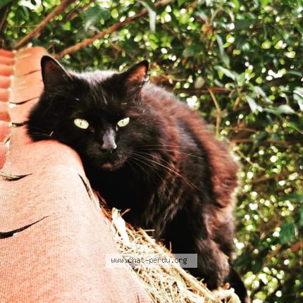 Photo de chat perdu à Toulon