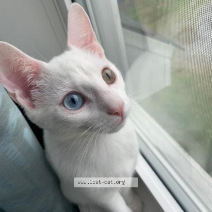 Photo 1/1 Clochette Chat perdu à St lazare