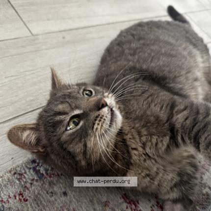 Photo 1/1 Oum Chat perdu à Reze